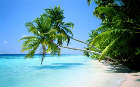 Palm trees beach wallpaper | 1920x1200 | #31256