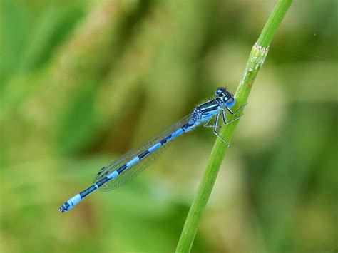 Dragonfly Blå Øyenstikker Insekt - Gratis foto på Pixabay