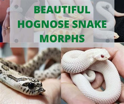 13 Incredible Hognose Snake Morphs (With Pictures)