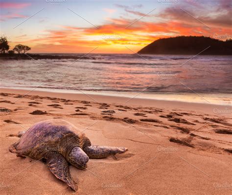 Beached sea turtle on sand at sunset stock photo containing turtle and ...