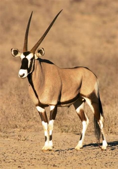 African Animal With Long Straight Horns - renobig