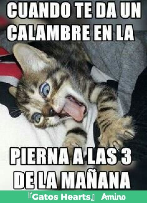 Memes de gatos 🐈 | Amino Gatos En Español Amino