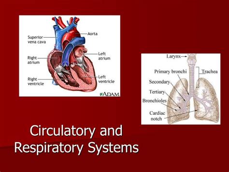 PPT - Circulatory and Respiratory Systems PowerPoint Presentation, free ...