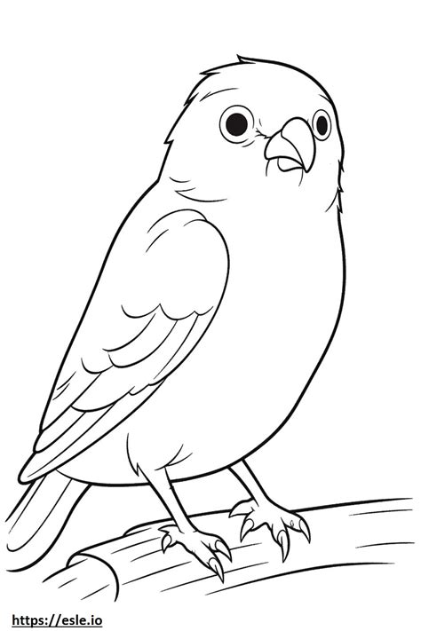 Belgian Canary cute coloring page