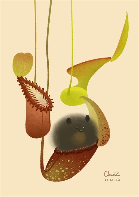 cz bugsart on Twitter: "Mountain treeshrew and its Nepenthes toilets #sciart #botany #nepenthes ...