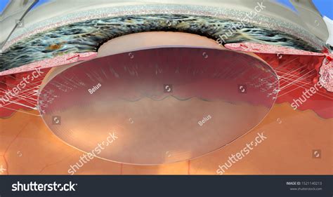 4 Zonule Zinn Images, Stock Photos & Vectors | Shutterstock