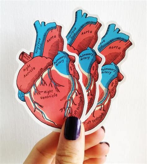 Colorful Heart Human Anatomy stickers, heart stickers, laptop stickers set, Anatomical stickers ...