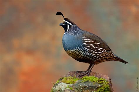 California valley quail (1024×683) | Bird photo, Backyard birds, Bird ...