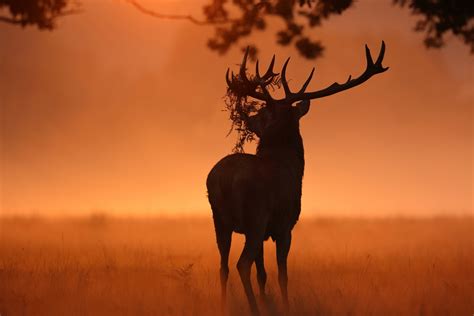 Deer Sunlight Nature Wallpaper, HD Animals 4K Wallpapers, Images and Background - Wallpapers Den