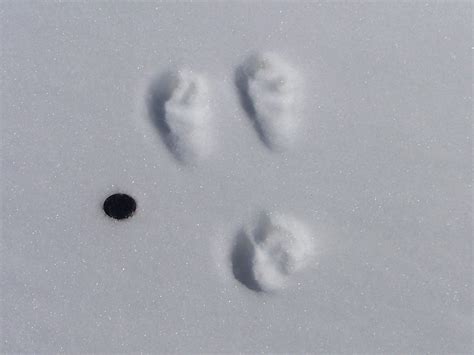 COTTONTAIL RABBIT TRACKS | Mountain Cottontail Rabbit track … | Flickr