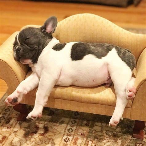 Adorable sleeping French Bulldog! — www.99centrazor.com | Bulldog puppies, Cute dogs, French bulldog