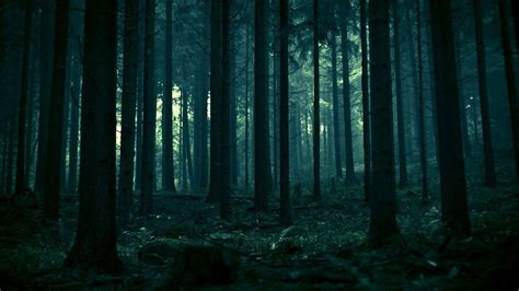 🔥 [30+] Dark Forest Desktop Wallpapers | WallpaperSafari