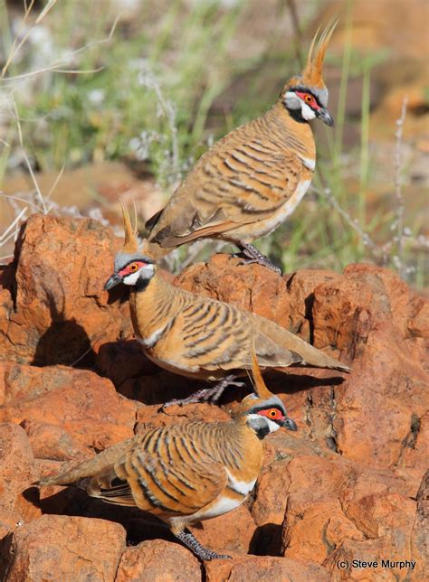 Australian Grassland Animals List