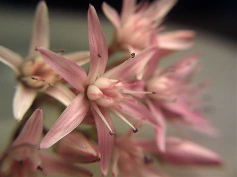 Money-tree flower- macro lens - Nexus One | Playing with Jul… | Flickr