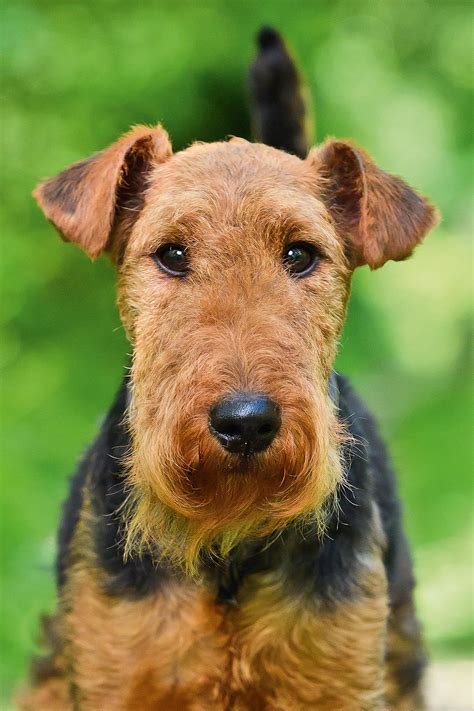 The wonderful Welsh terrier: Half the size, triple the fun | LaptrinhX / News