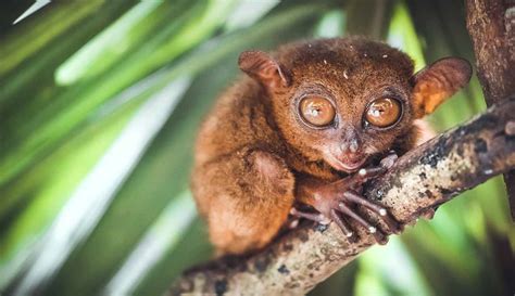 Philippine Tarsier Habitat