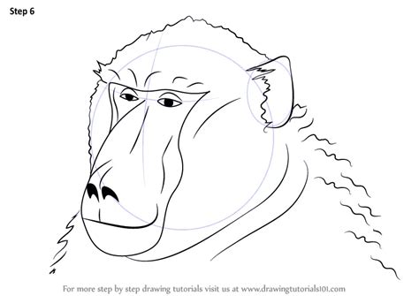 Learn How to Draw a Baboon Face (Wild Animals) Step by Step : Drawing Tutorials