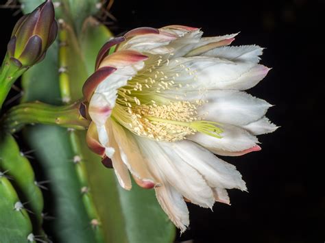 Night Blooming Cereus | A suprise bloom from my cactus plant