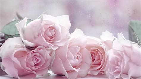 Pastel Pink Roses | Pink roses background, Rose flower wallpaper, Pink ...