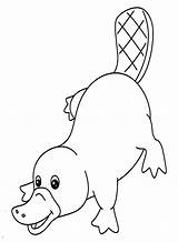 Platypus Outline Coloring Page  Free Printable Pages sketch template