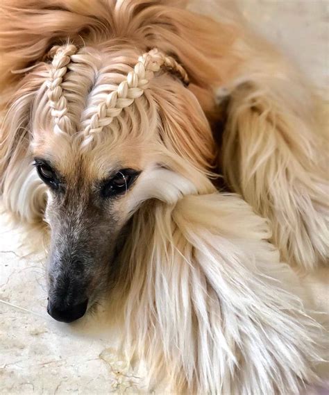 What Does Hypoallergenic Dog Mean – #AfghanHound #hypoallergenic #dogbreed in 2020 | Afghan ...