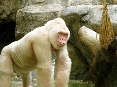 Pin by David E. Ward on meme templates | Albino animals, Gorilla zoo, Albino gorilla