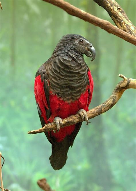 Pesquets Parrot | I L I K E - B I G B E A K S | Pinterest