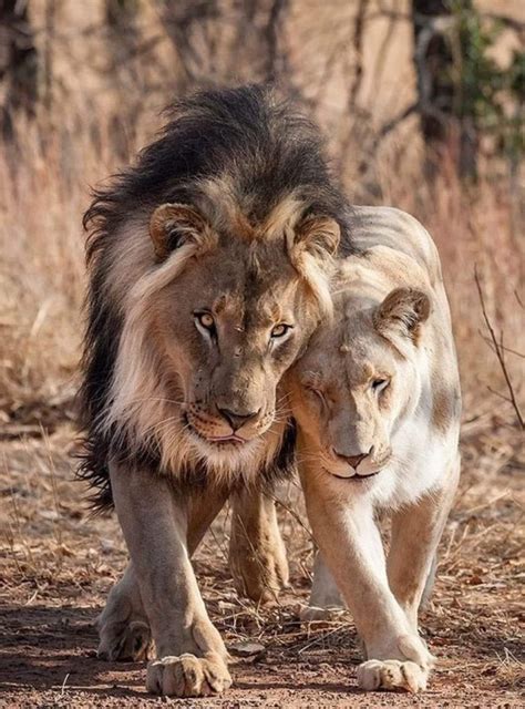 🔥 East African lion couple. : r/NatureIsFuckingLit