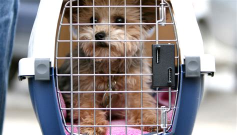 Is Your Pet Safe Flying In Cargo? - Condé Nast Traveler