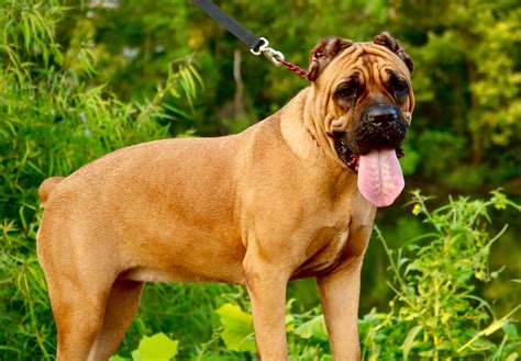 69+ Cane Corso Breeders Image - Codepromos