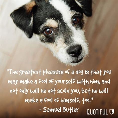 National Dog Day Quotes - ShortQuotes.cc