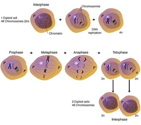 Mitosis - ISOGG Wiki