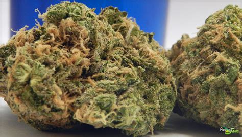 Blue Diesel Marijuana Strain (Review)