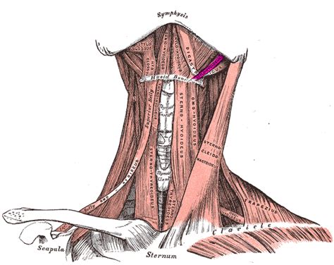 Stylohyoid - Physiopedia