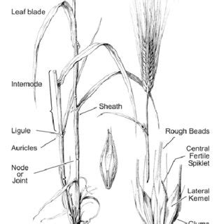 Parts of a cereal plant. | Download Scientific Diagram