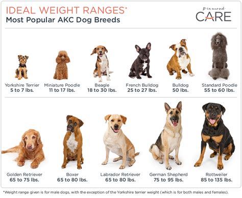 Overweight? Big Boned? How’s A Dog Owner to Know? | Diamond CARE