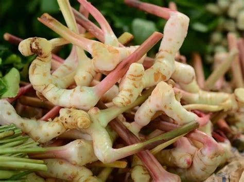 Galangal Substitute: Top Alternatives for Your Recipes - Northern Nester