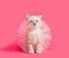 200 Cute And Popular Cat Names (Male & Female Names) | ZooAwesome