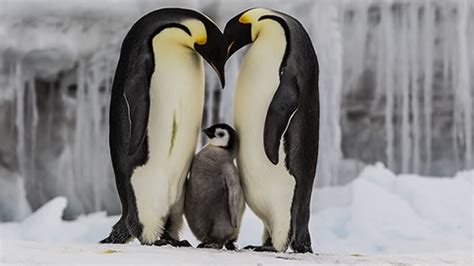 Los pingüinos emperador sortean las calurosas temperaturas de la Antártida