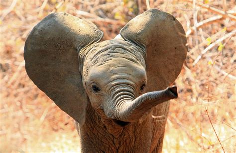 This Elephant Baby Throwing a Tantrum Is Absolutely Adorable - A-Z Animals