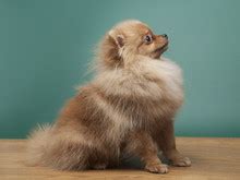 White Pomeranian Dog Free Stock Photo - Public Domain Pictures