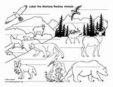 Rocky Mountains Animals Labeling sketch template