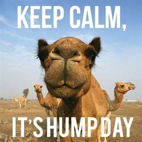 60+ Funniest Hump Day Memes to Survive Wednesdays | Funny wednesday memes, Funny hump day memes ...