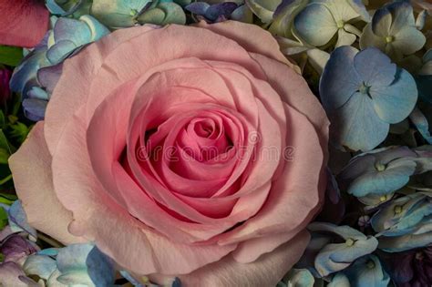 Single Pink Rose Blossom in a Florist Arrangement with Blue Hydrangeas Stock Photo - Image of ...