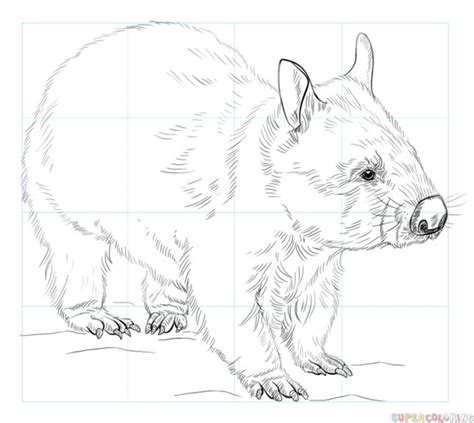 How to draw a wombat step by step. Drawing tutorials for kids and ...