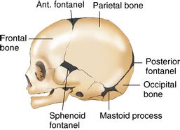 Head and neck | Obgyn Key