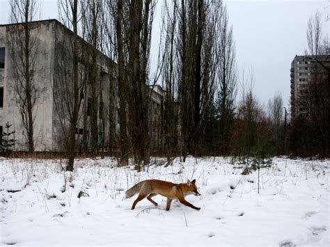 Pripyat Chernobyl Animals - Kremi Png