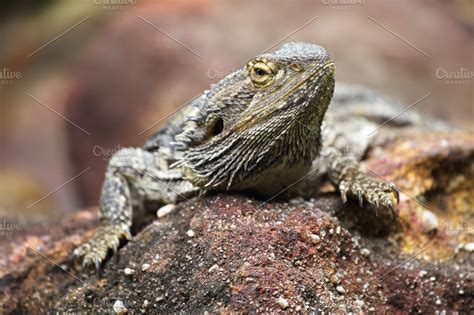 Eastern bearded dragon (Pogona barbata) ~ Animal Photos ~ Creative Market