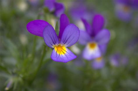 File:Violette Viola Tricolor.jpg - Wikimedia Commons