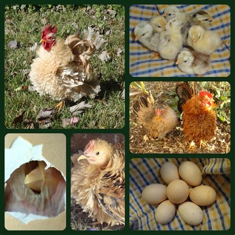 Carol Hansen on Twitter | Serama chicken, Bantam chickens, Chicken breeds